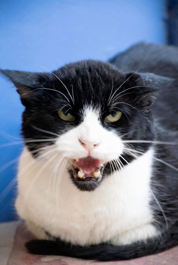 Un chat noir en colère qui miaule méchamment