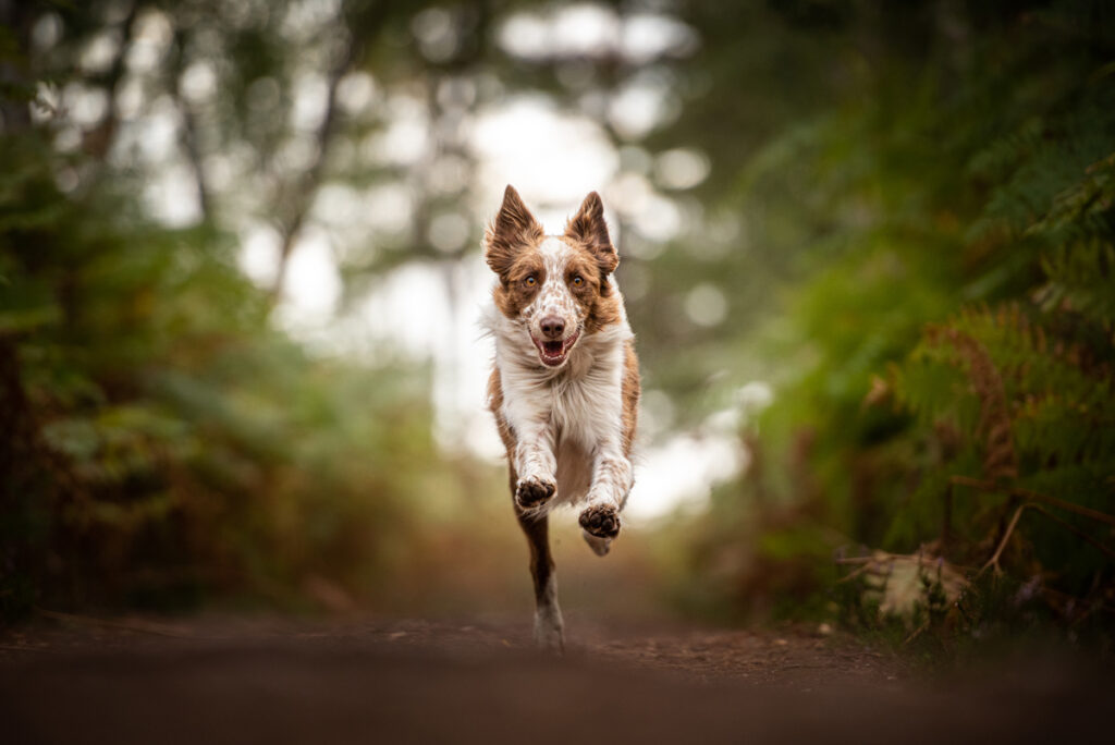 Un chien court dans les bois