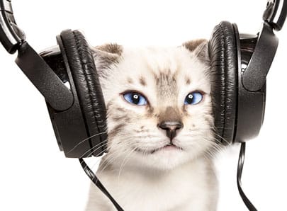 Chat blanc au yeux bleu avec un casque