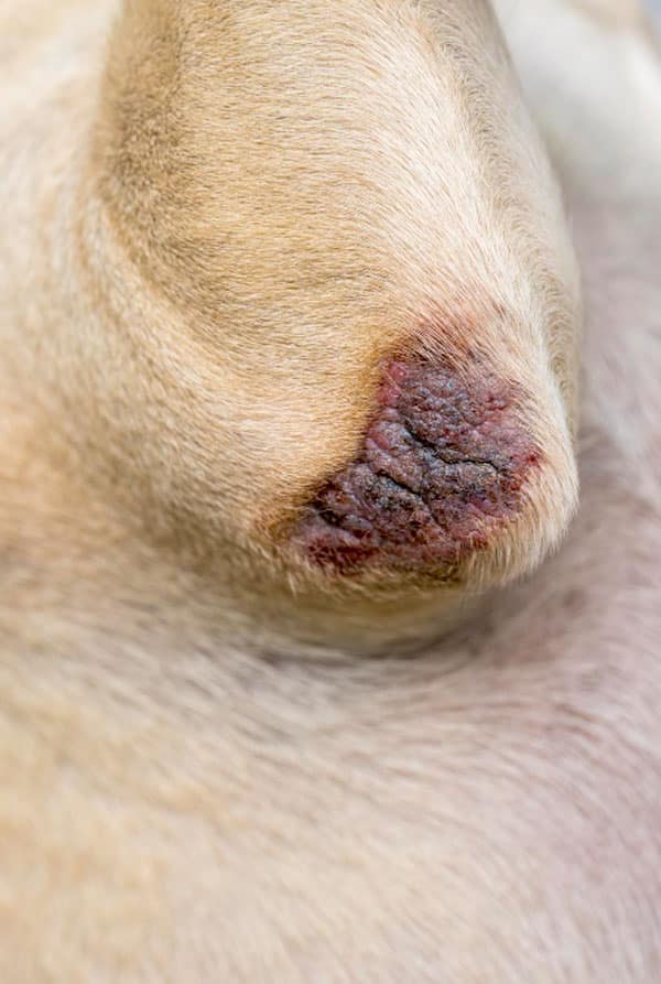 Hot spots chien brun coude