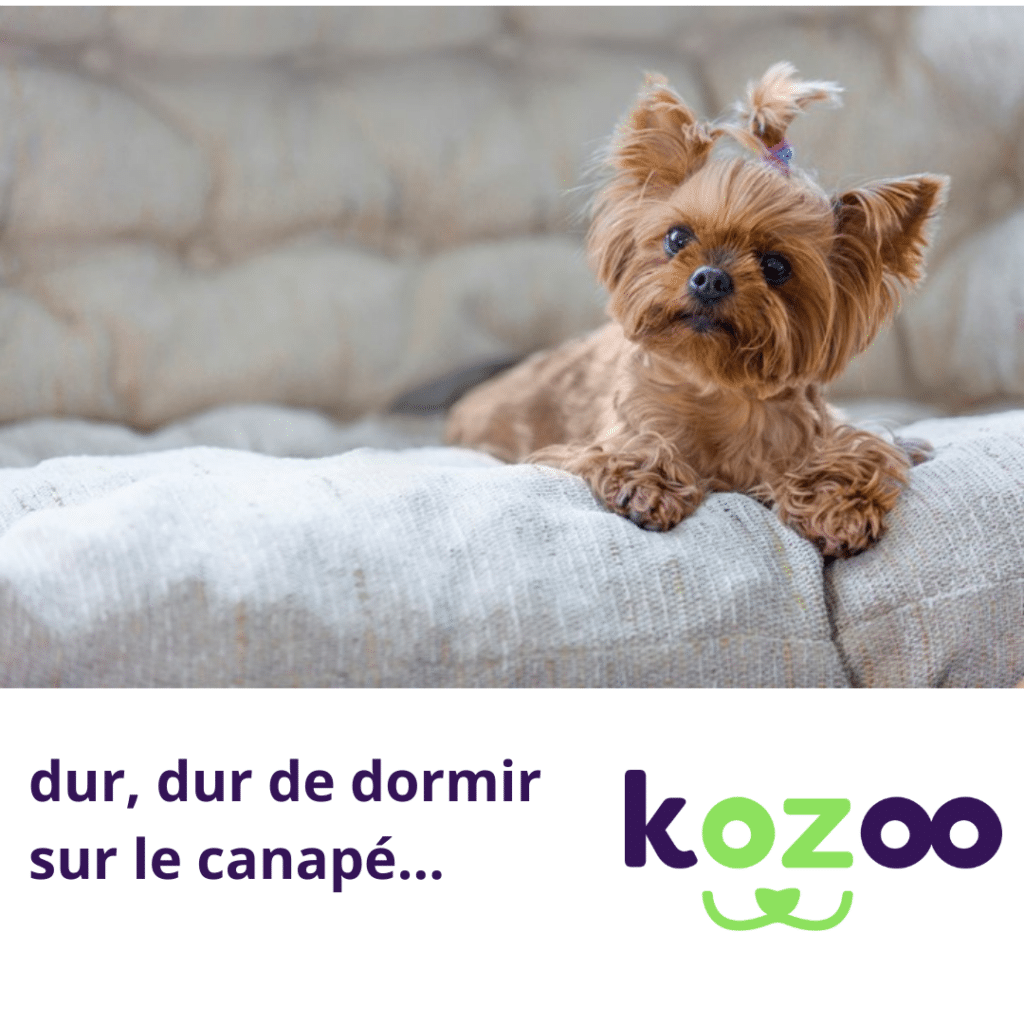 Apprendre A Son Chiot A Se Coucher Le chien dans votre lit : comment mettre fin à cette habitude ? - kozoo