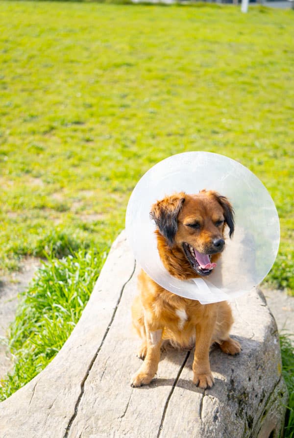 chien brun avec une collerette et un bandage