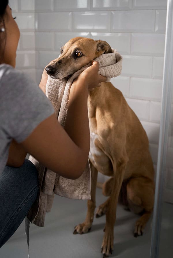 chien brun séchage après un bain