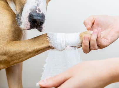 Chien hot spot bandage