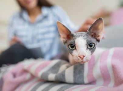 Un chat sur le lit de sa propriétaire allergique