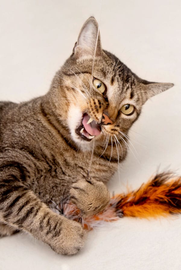 Chat brun heureux avec des griffes.