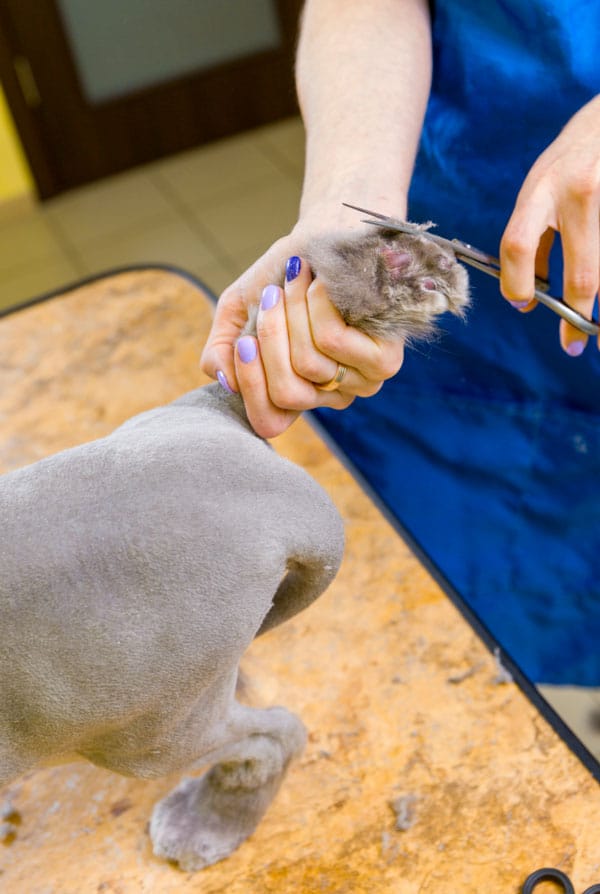 Coupe griffes pour chien ou chat.