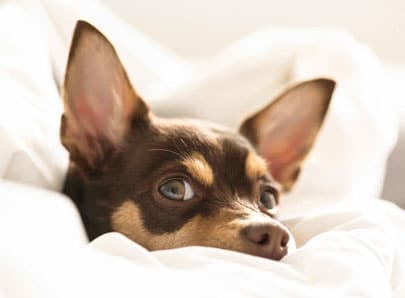 Un chien enrouler dans une couette