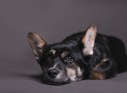 Chien noir allongé et triste