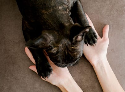 Chien noir avec des griffes et humain