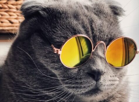 Un chat en vacances