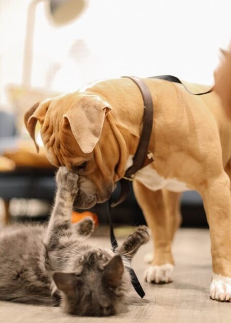 Un chat et un chien jouent ensemble