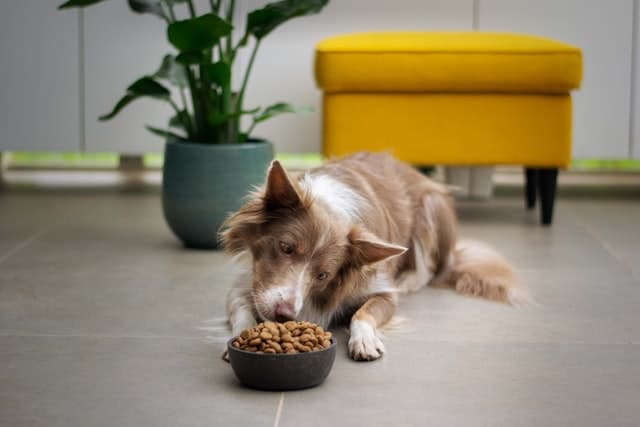 Un chien qui mange ses croquettes