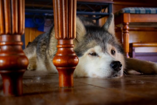 Un chien qui se repose au frais