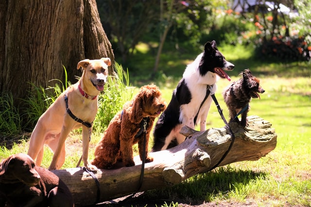 Des chiens en promenade avec un dog-sitter