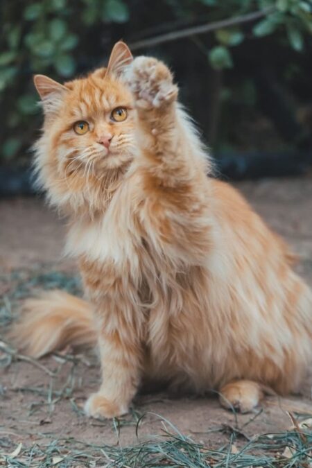 Un chat qui essaie de communiquer