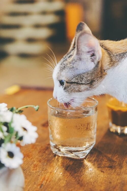 Un chat qui boit pour s'hydrater