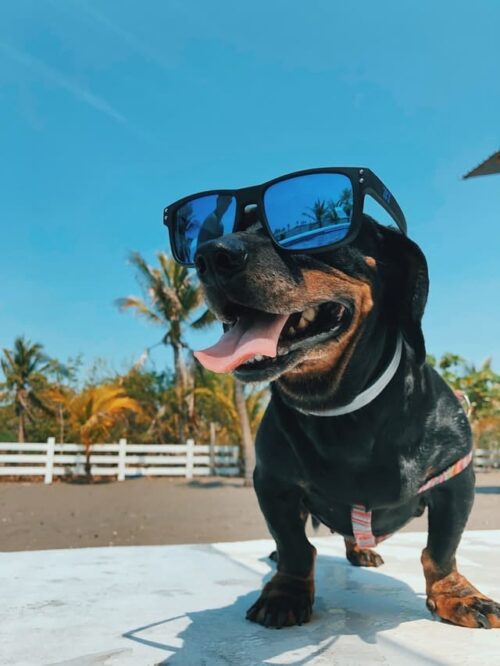 Un chien en vacances