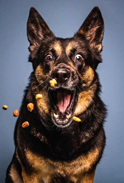 Un chien gourmand qui aime manger