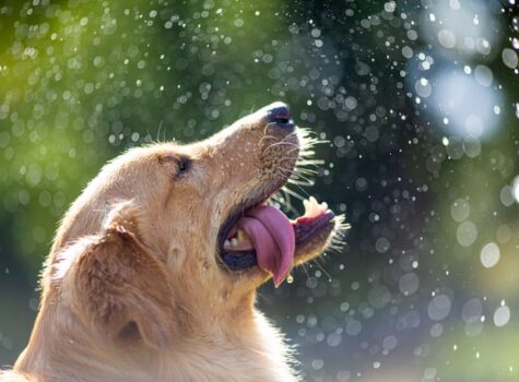 Un chien qui a chaud en été