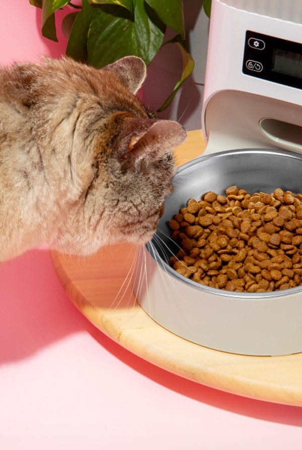 Gamelle et chat qui mange