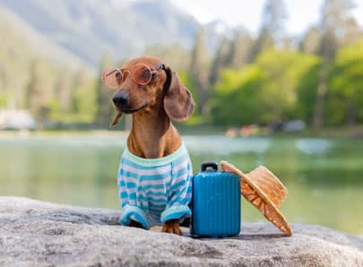 Chien marron qui part en vacances