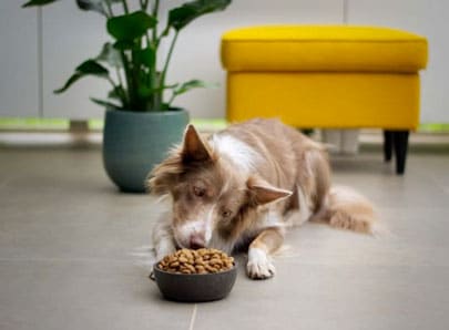 Chien qui mange des croquettes