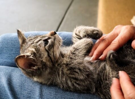 Un chat profite des caresses de son humain