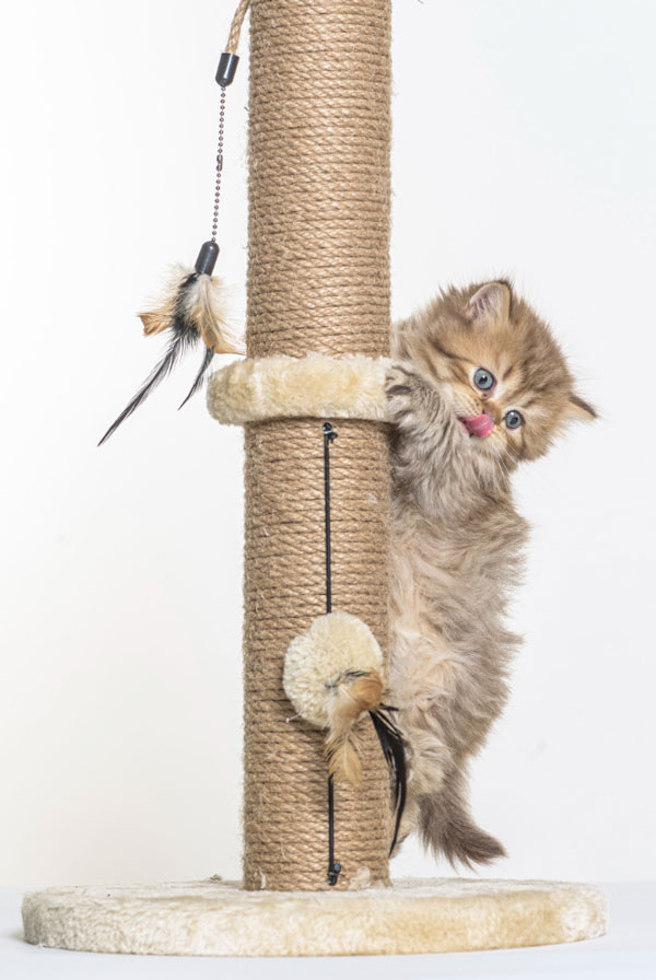 Chat sur un griffoir