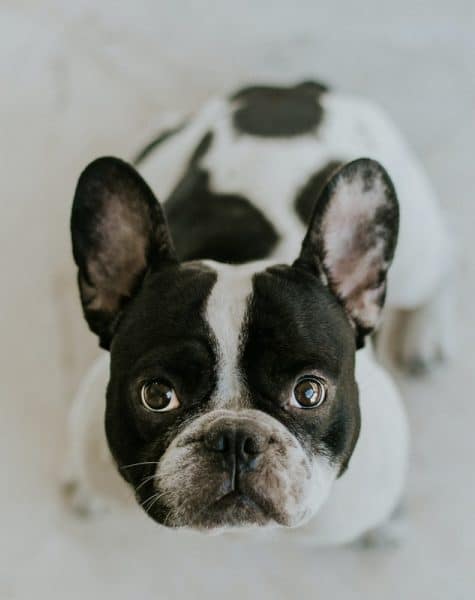 Un chien bouledogue français de race brachycéphale