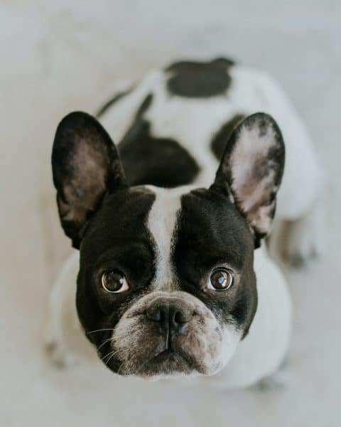 Un chien bouledogue français de race brachycéphale