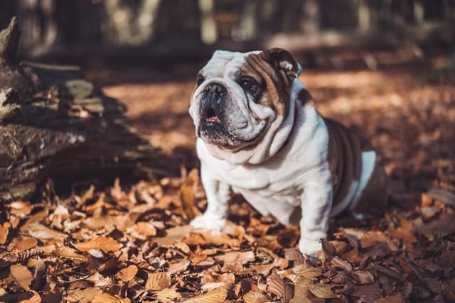 Un chien Bulldog anglais de race brachycéphale