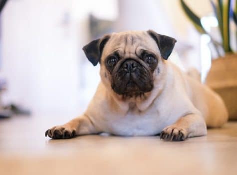 Un chien de race carlin brachycéphale