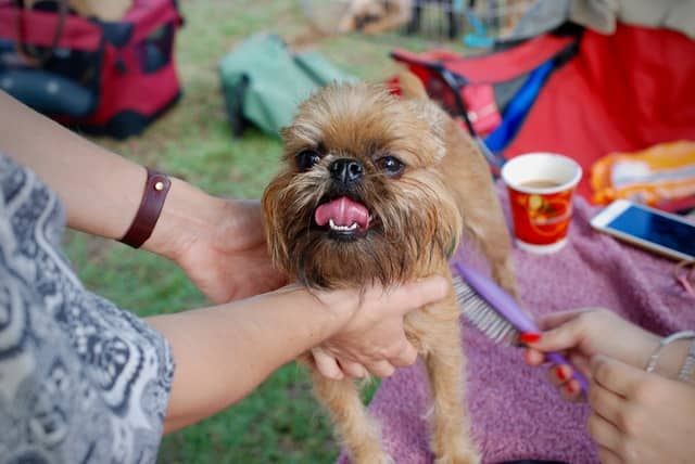 Un chien qui profite de soins