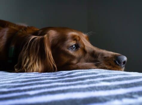 Un chien qui s'ennuie