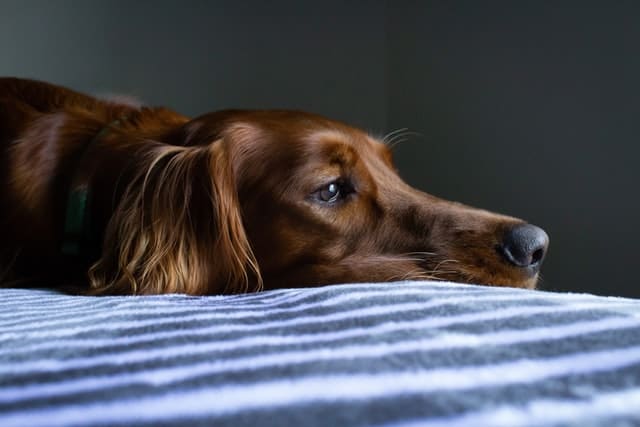 Un chien qui s'ennuie