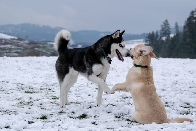 Des chiens communiquent ensemble