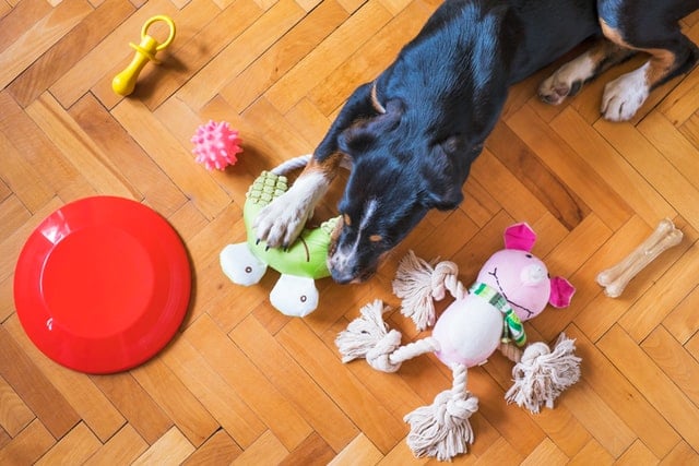 Des jouets pour chiens variés