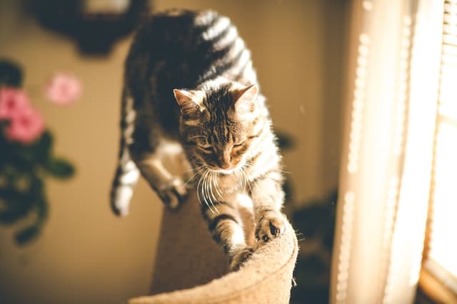 Un chat fait ses griffes sur une chaise