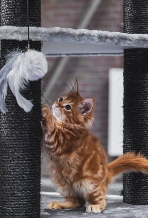 Un chaton joue avec son griffoir