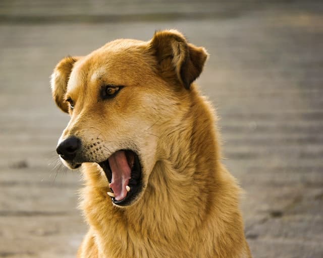 Un chien baille et détourne la tête