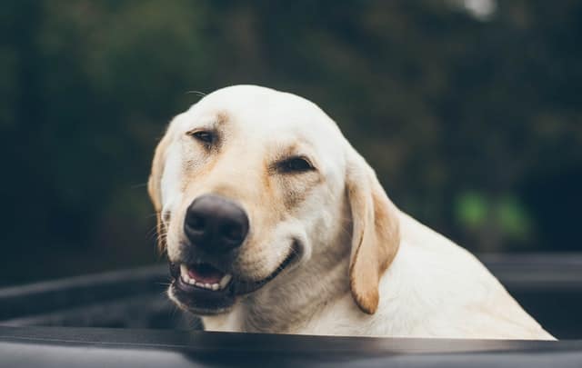 Un chien plisse les yeux