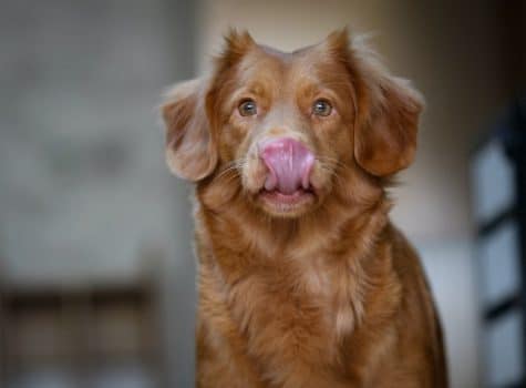 Un chien roux se lèche la truffe