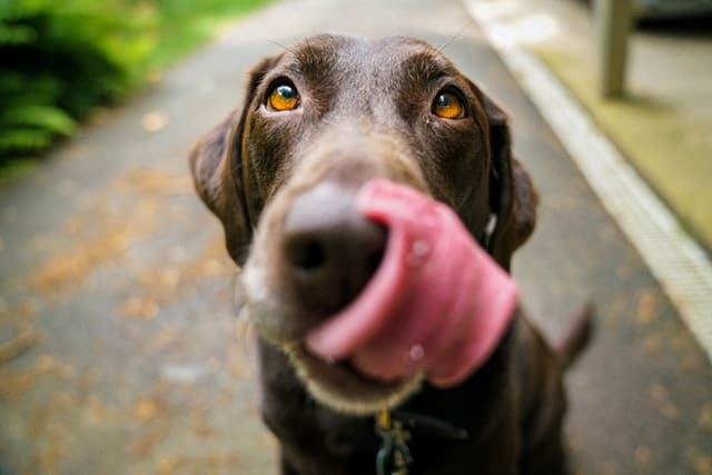 Un chien se lèche la truffe