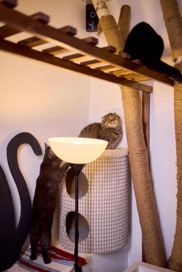 Chat qui joue dans l'espace de vie