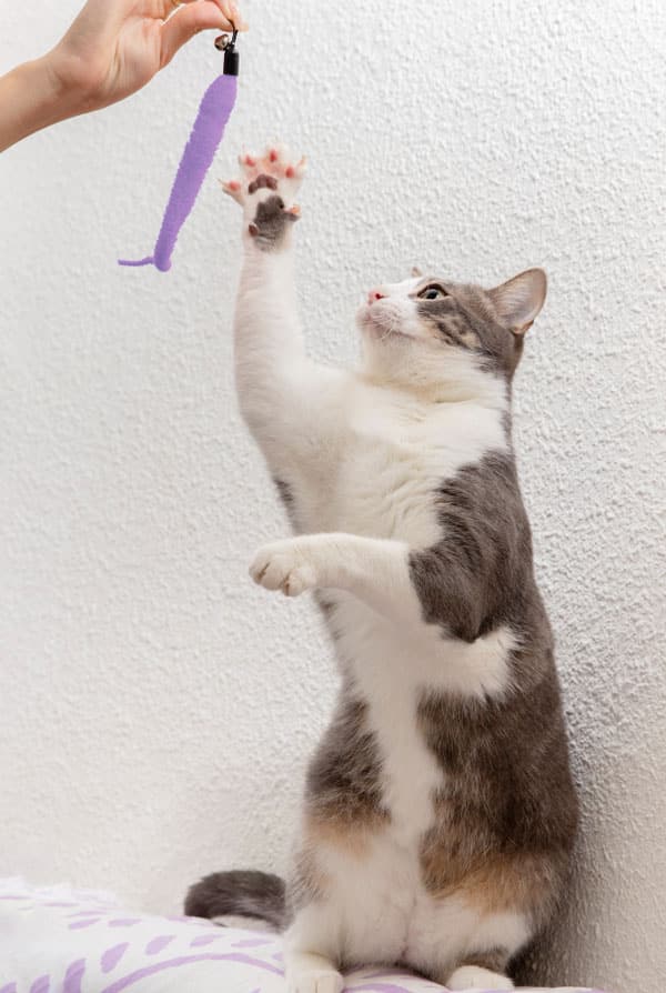 Chat qui joue en sortant ses griffes