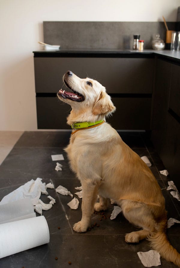 Chien blanc destructeur