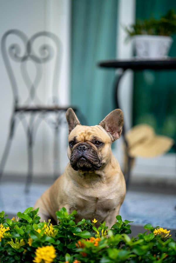 Chien brachycephale marron