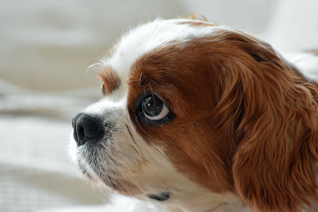 Un chien de race Cavalier King Charles