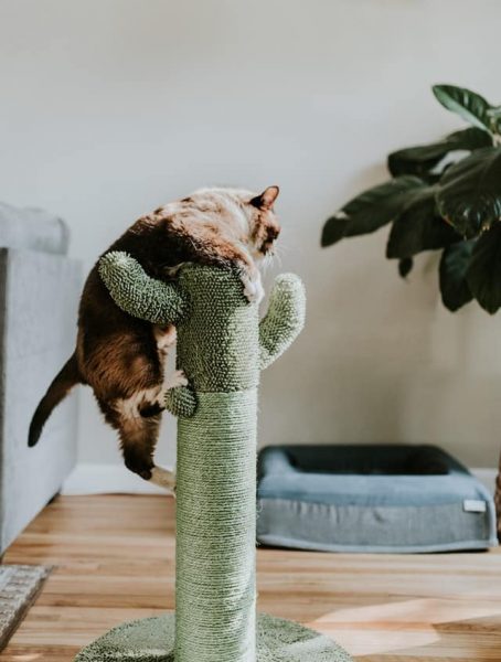 Griffoir tour pour chat en forme de cactus